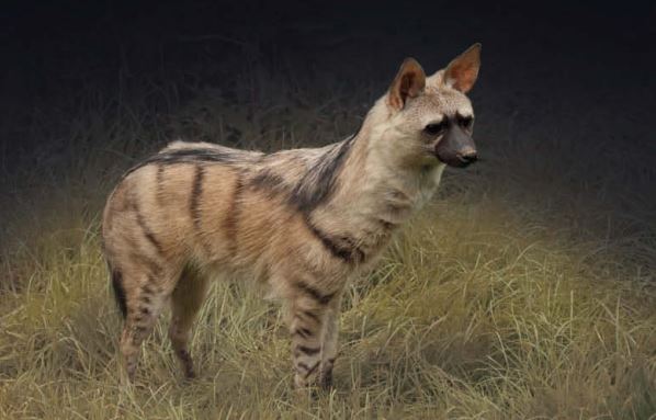 Aardwolf (Proteles cristata)